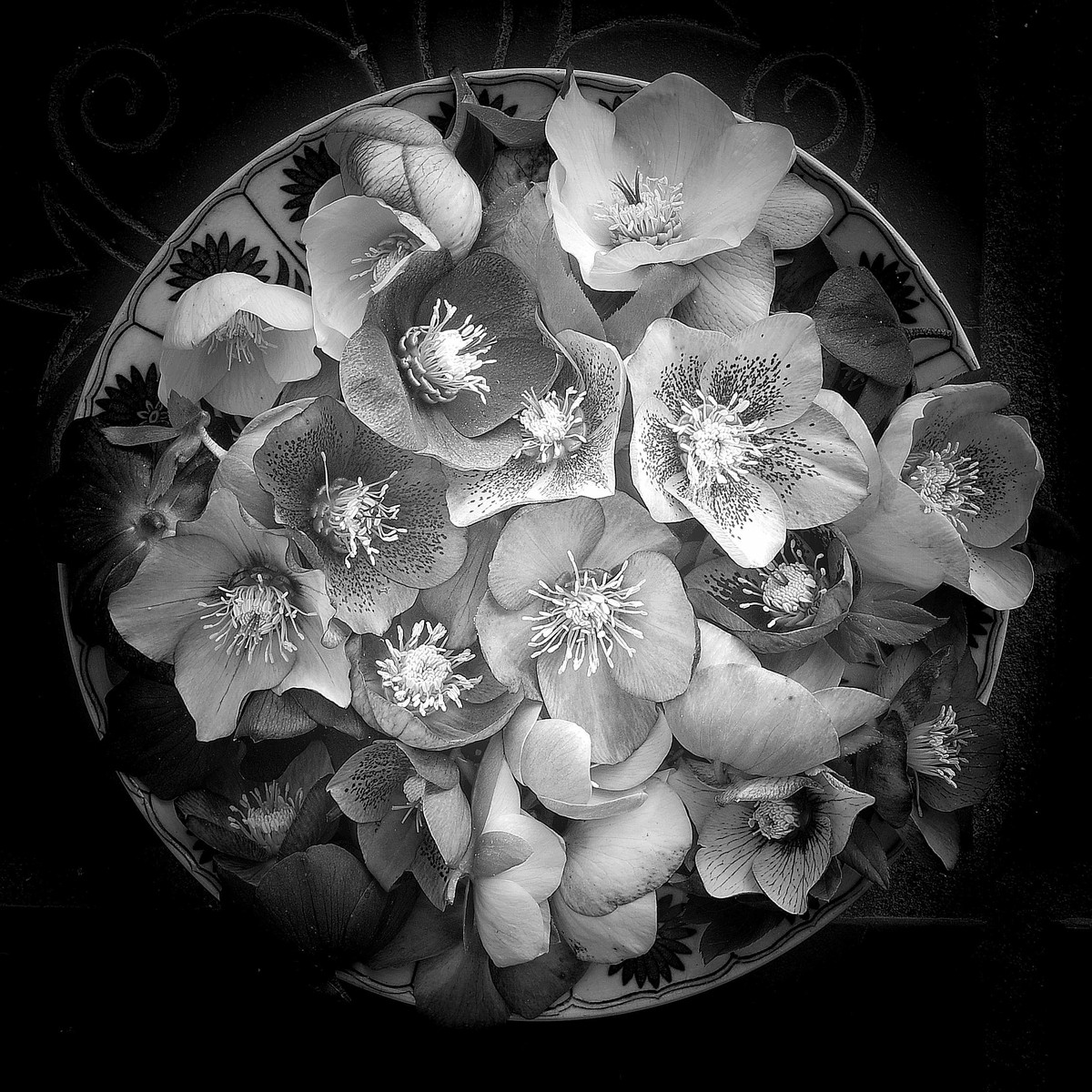 Hellebores