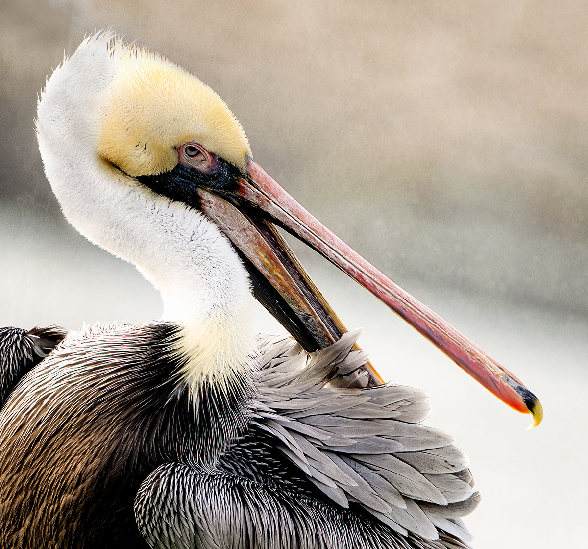 YOU try preening with a nose like this!