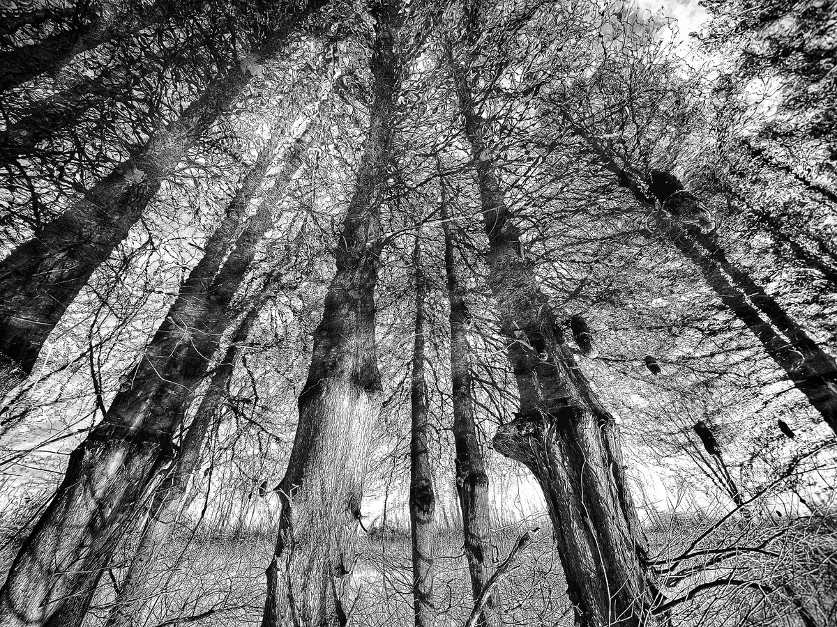 Bald Cypress Swamp