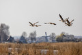 Flight of the geese