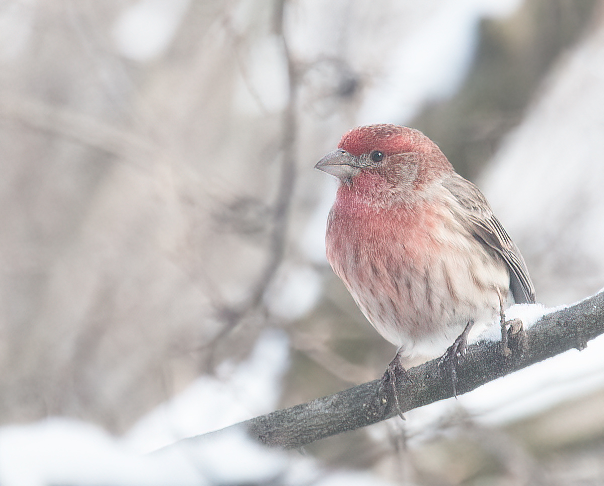 House Finch in Late Winter