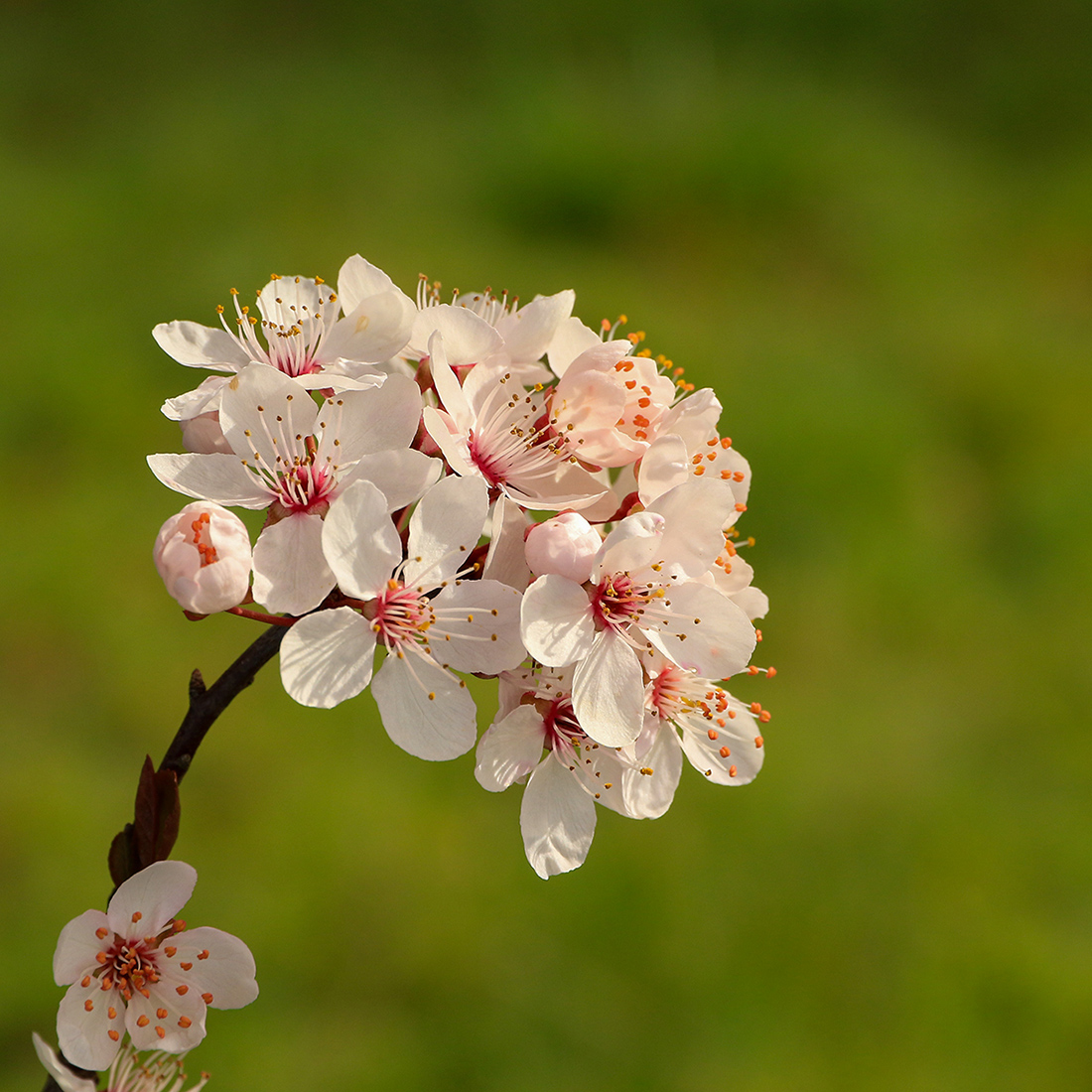 cherry blossoms