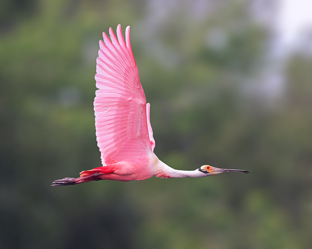 Pink Flight