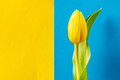 A tulip for Ukraine