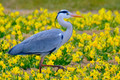 Blue heron and daffodils