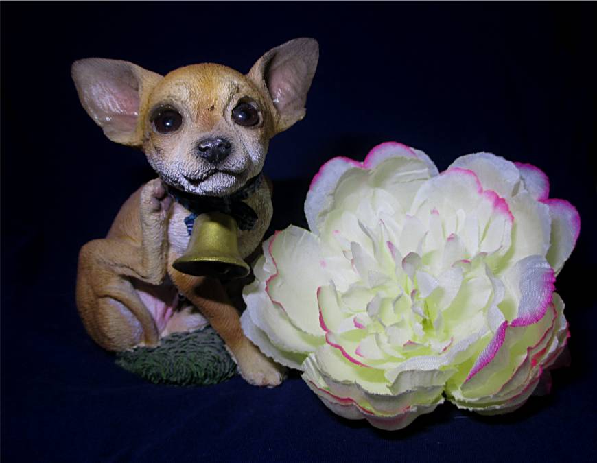 A Chihuahua & Flower