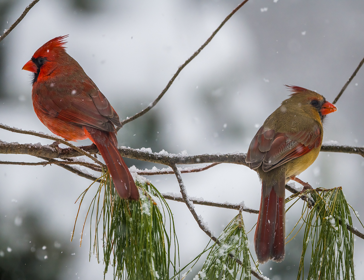 Mom and Pop Cardinals