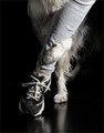 Canine Tango