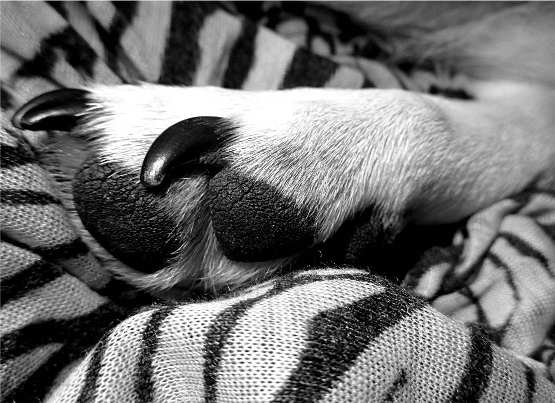 Stumpy Pitbull Leg