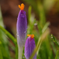 Spring Blush