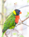 Rainbow Lorikeet