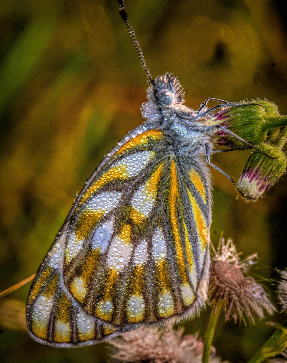 On Wings