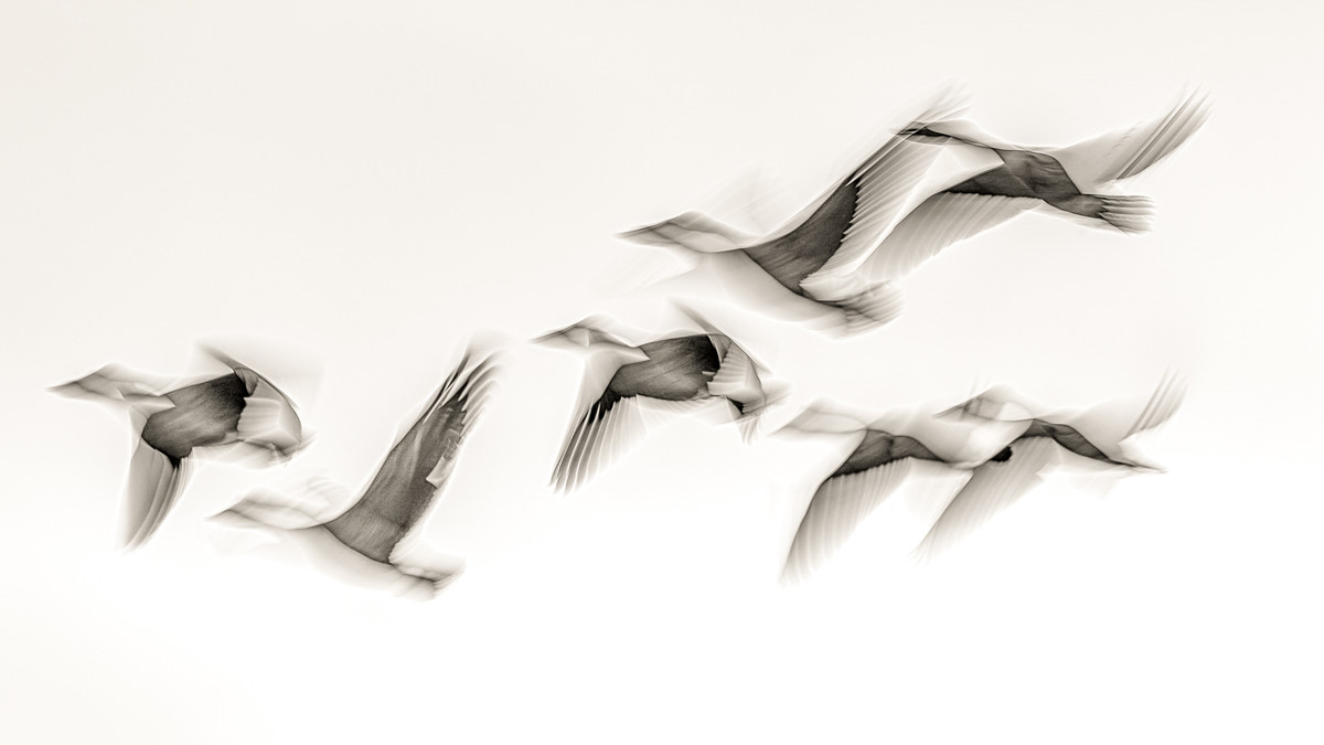  As the crow flies