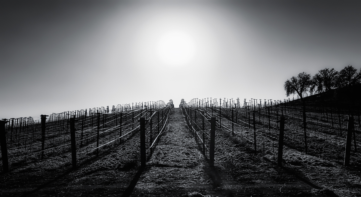 mystery in the vineyard