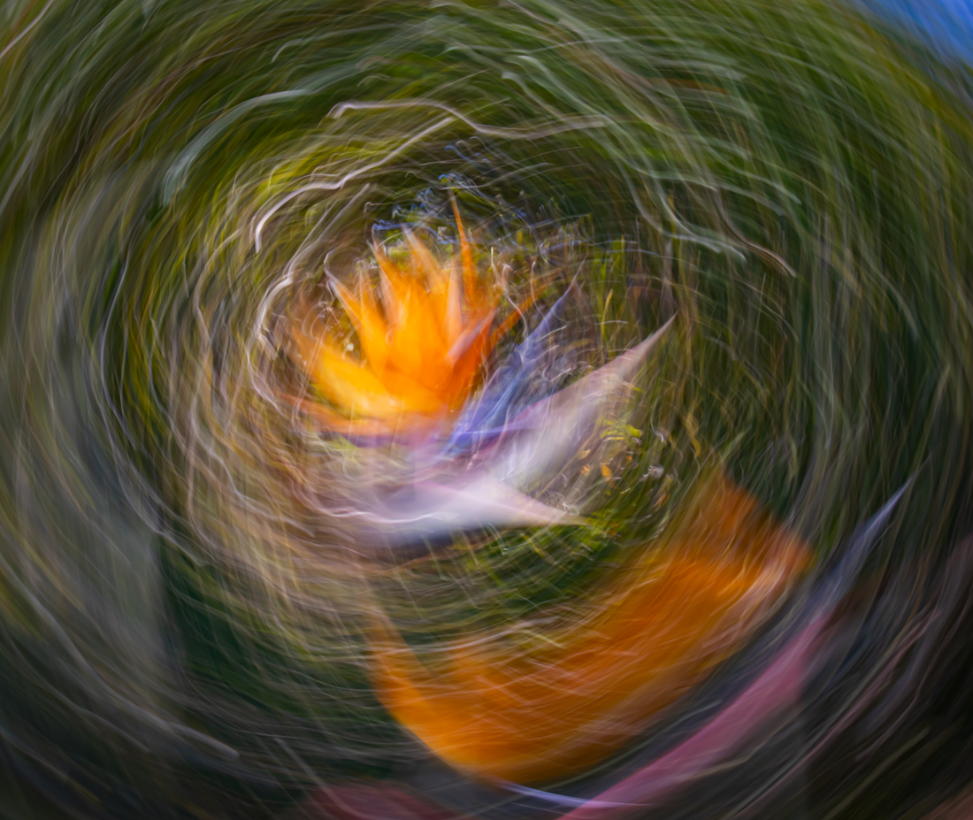 Firebird