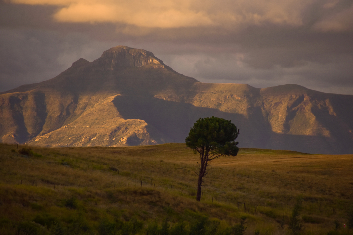 Mountain to tree