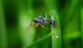 Bull Ant Ablutions