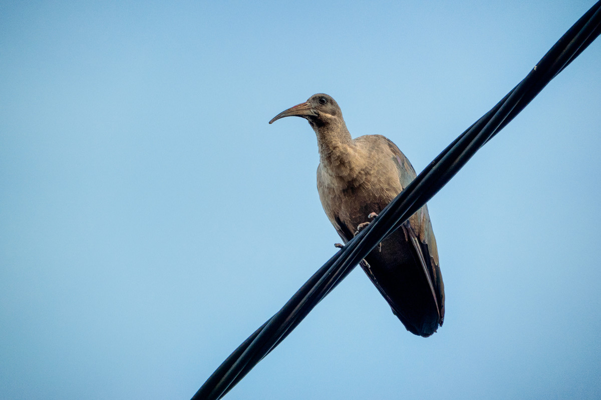 Hadeda Ibis