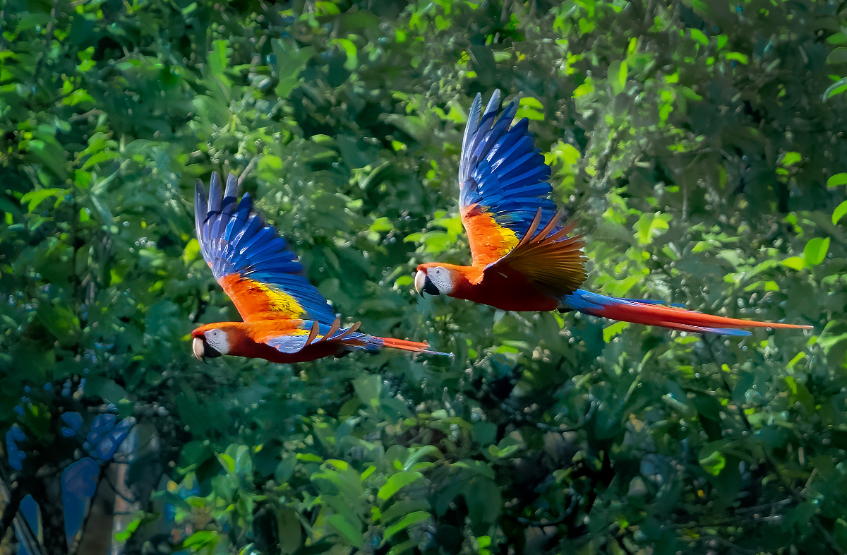 Flying Scarlet Macaws - Costa Rica