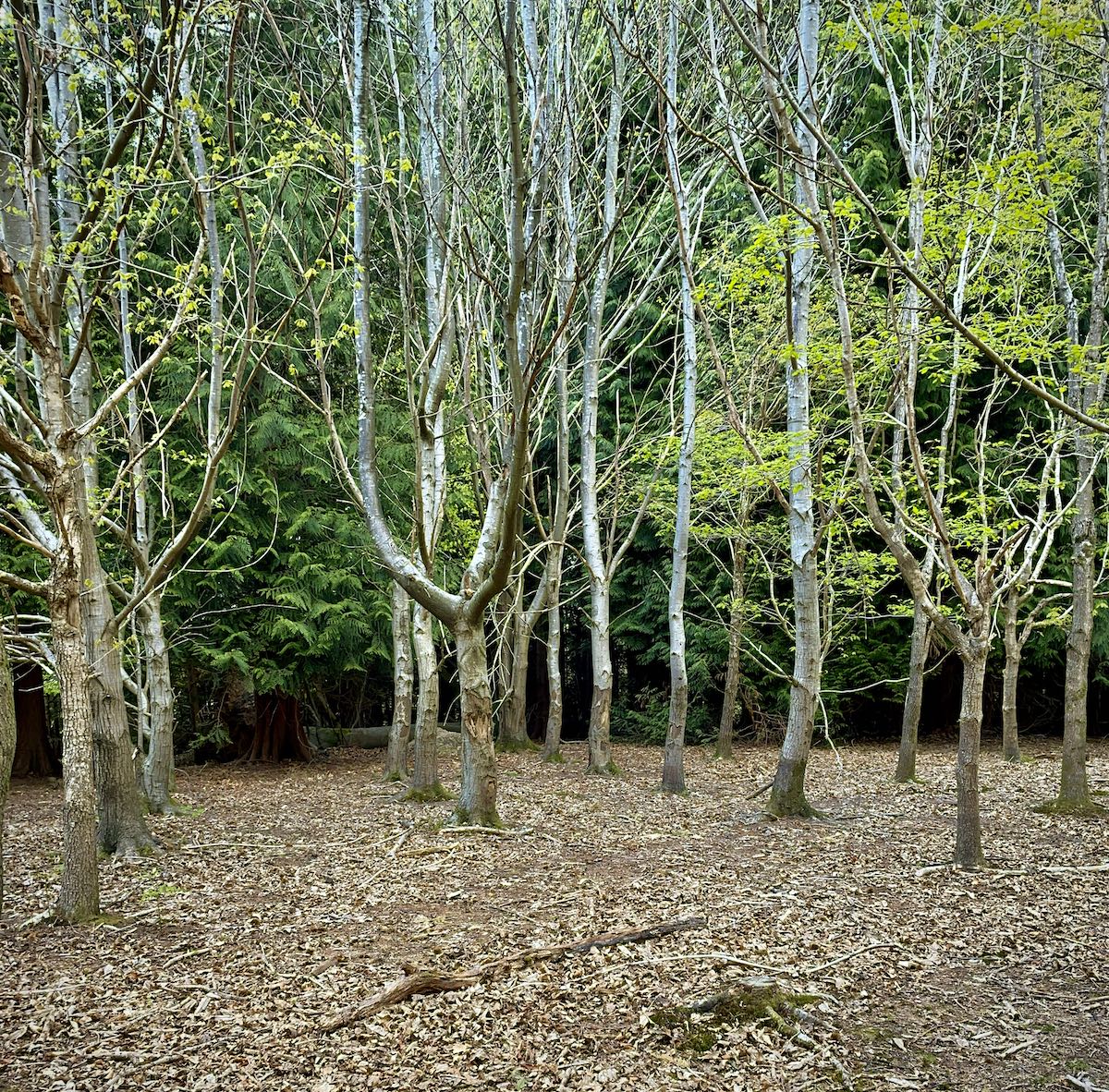Knole