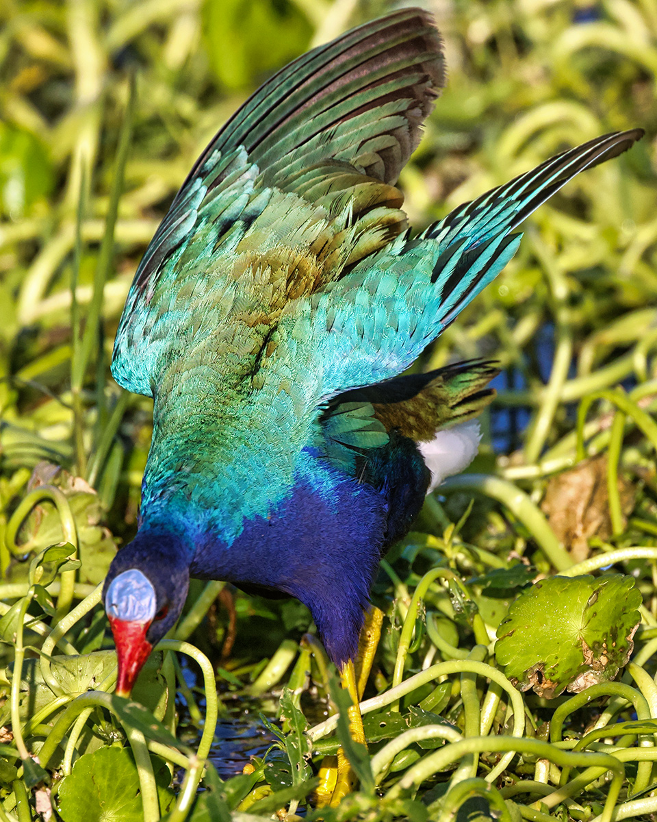 The Natural Incandescence of a Purple Gallinule