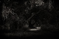 A Walk in the Woods