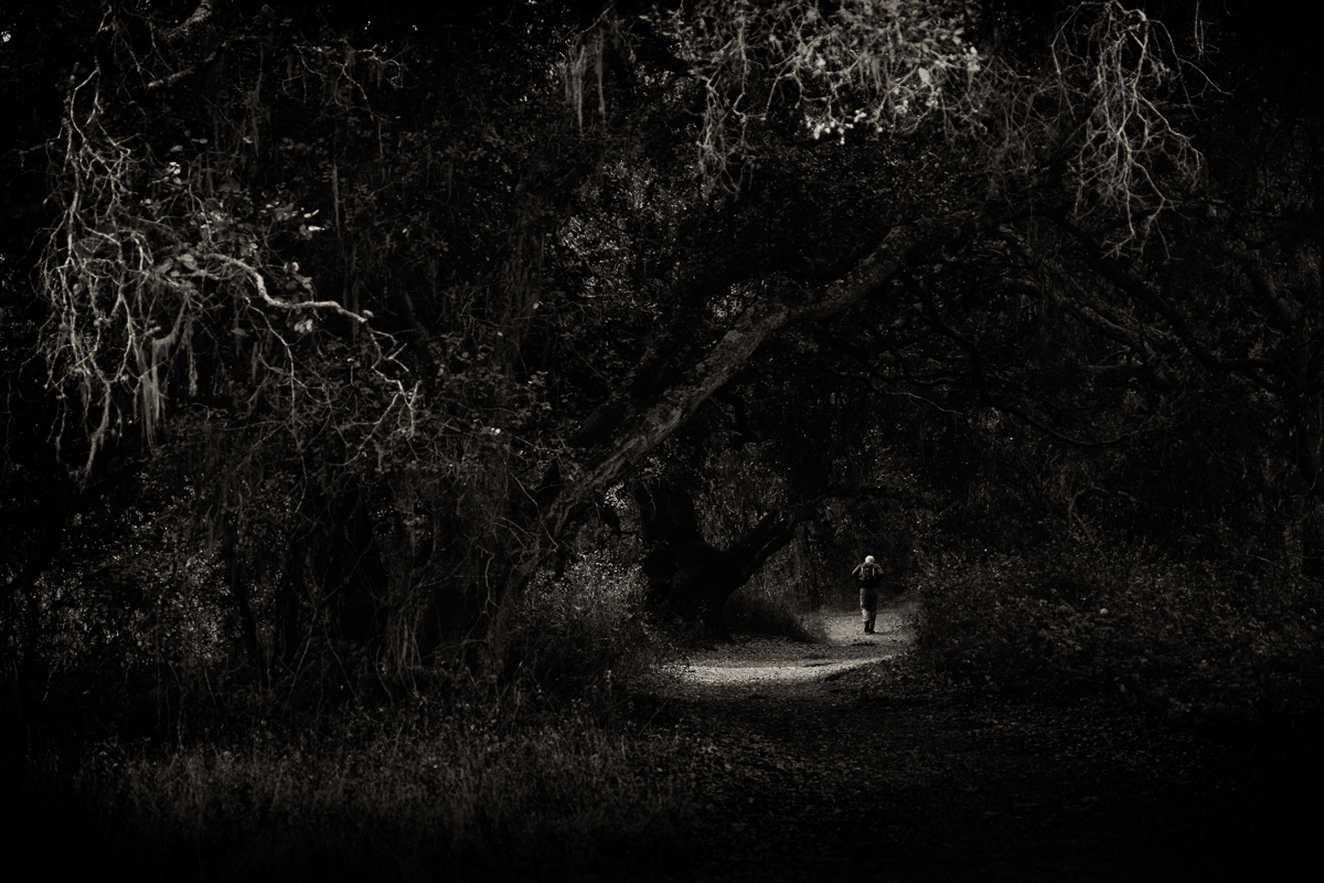 A Walk in the Woods