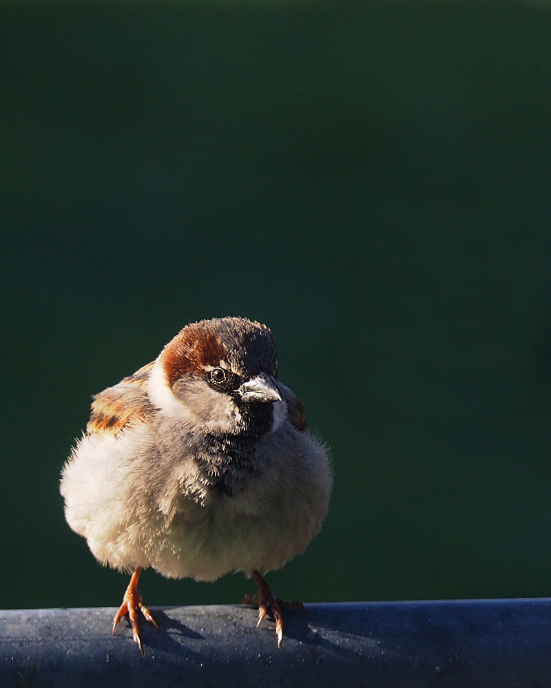 Good morning Mr Sparrow
