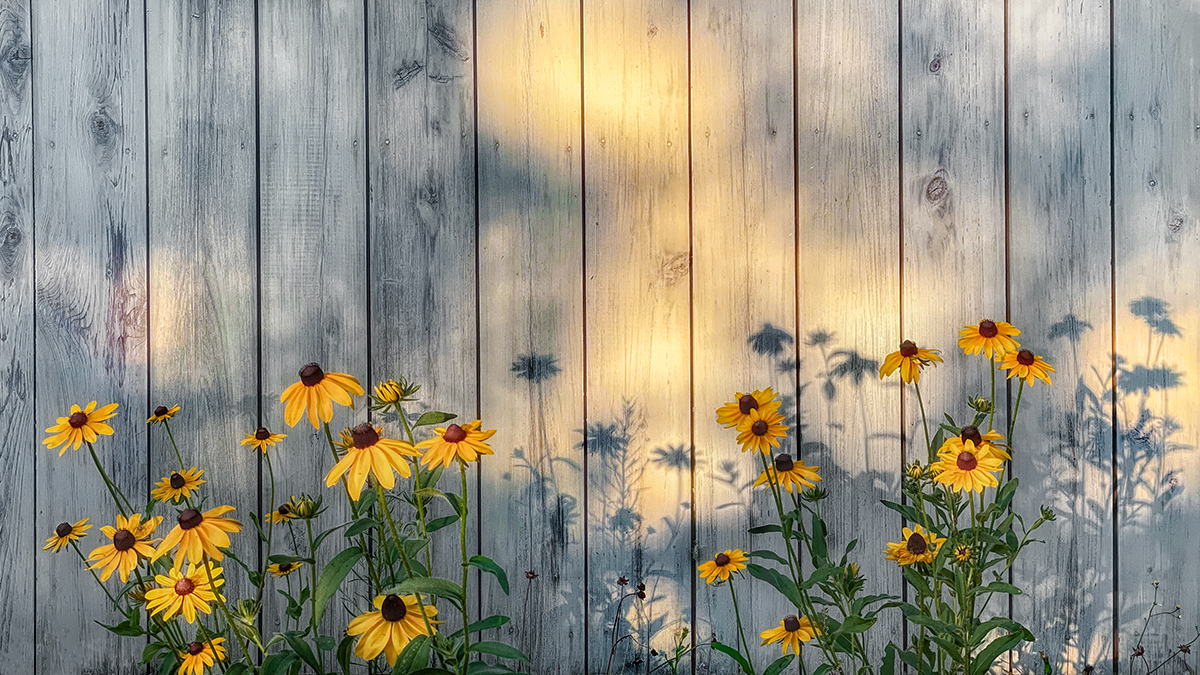 Wall Flowers