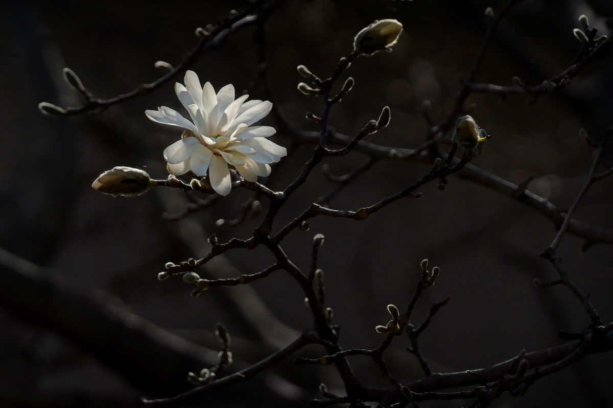 Star Magnolia