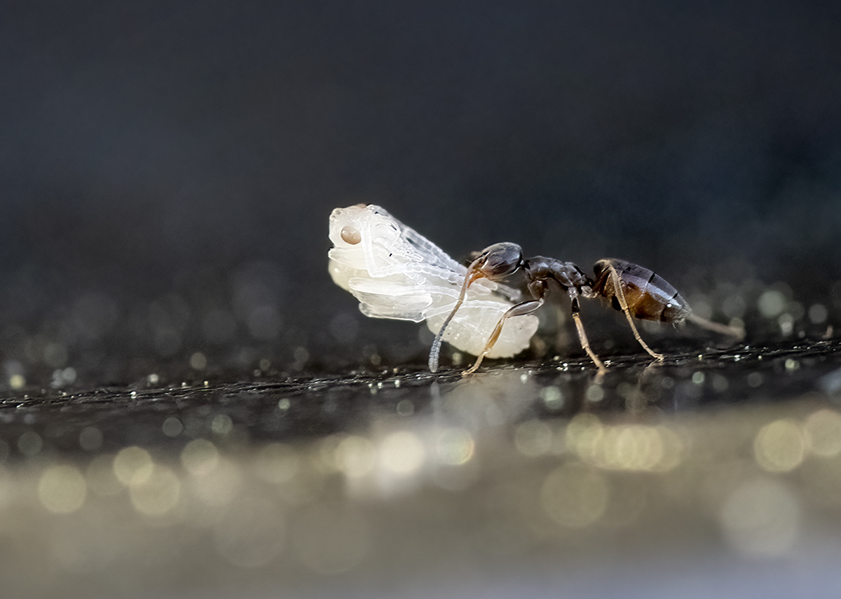 Ant pupae are ant larvae that have shed their skin and turned into immobile ant cocoons