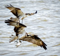 The Flying Wallendas