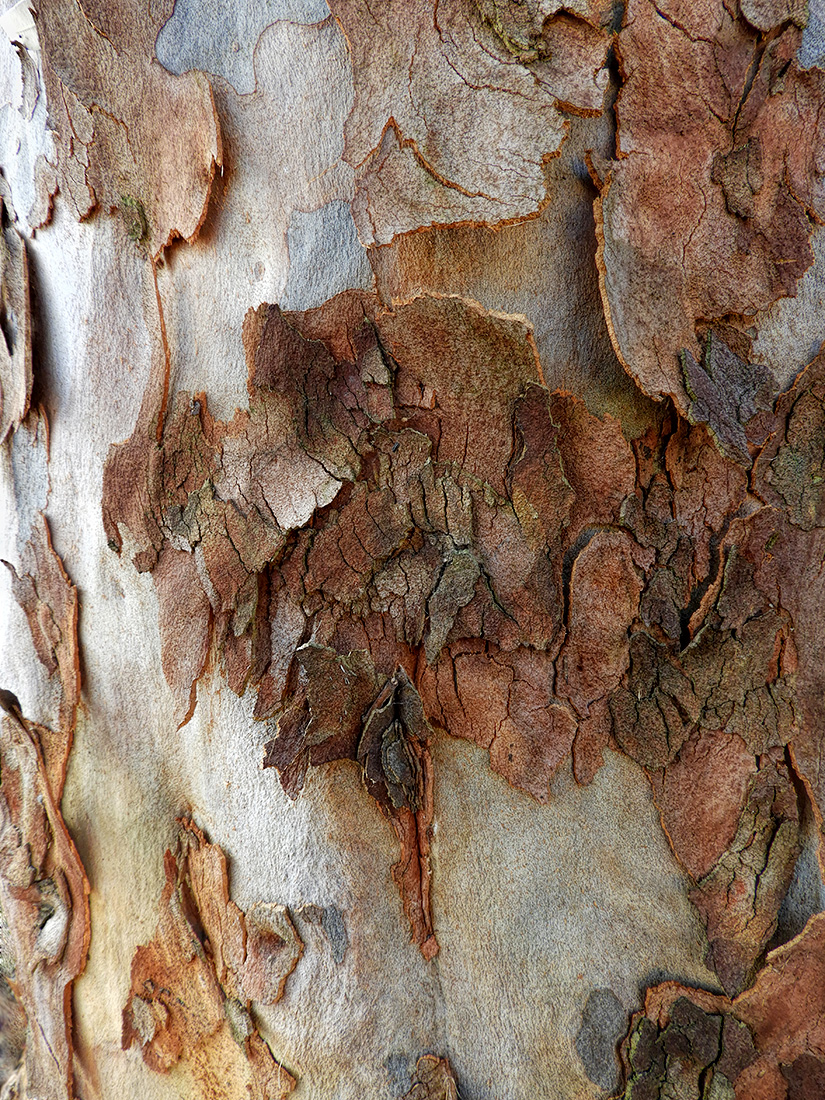 Debarking