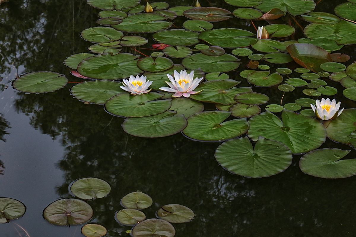 Lily Petals and Pads