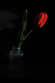 Low Key Tulip