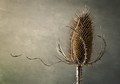 Teasel
