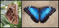 Blue Morpho, Both Sides