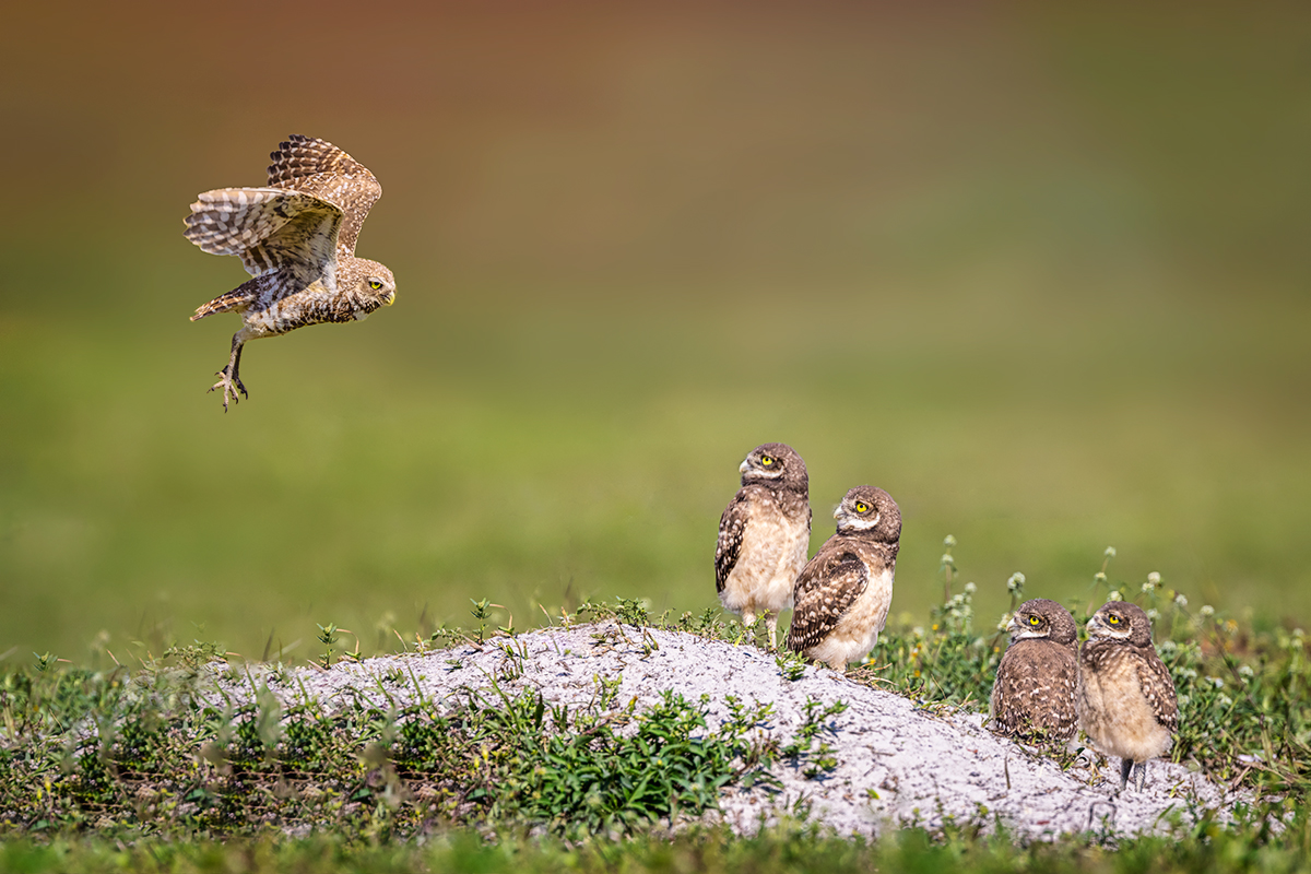 Burrowing Owl and Owlets