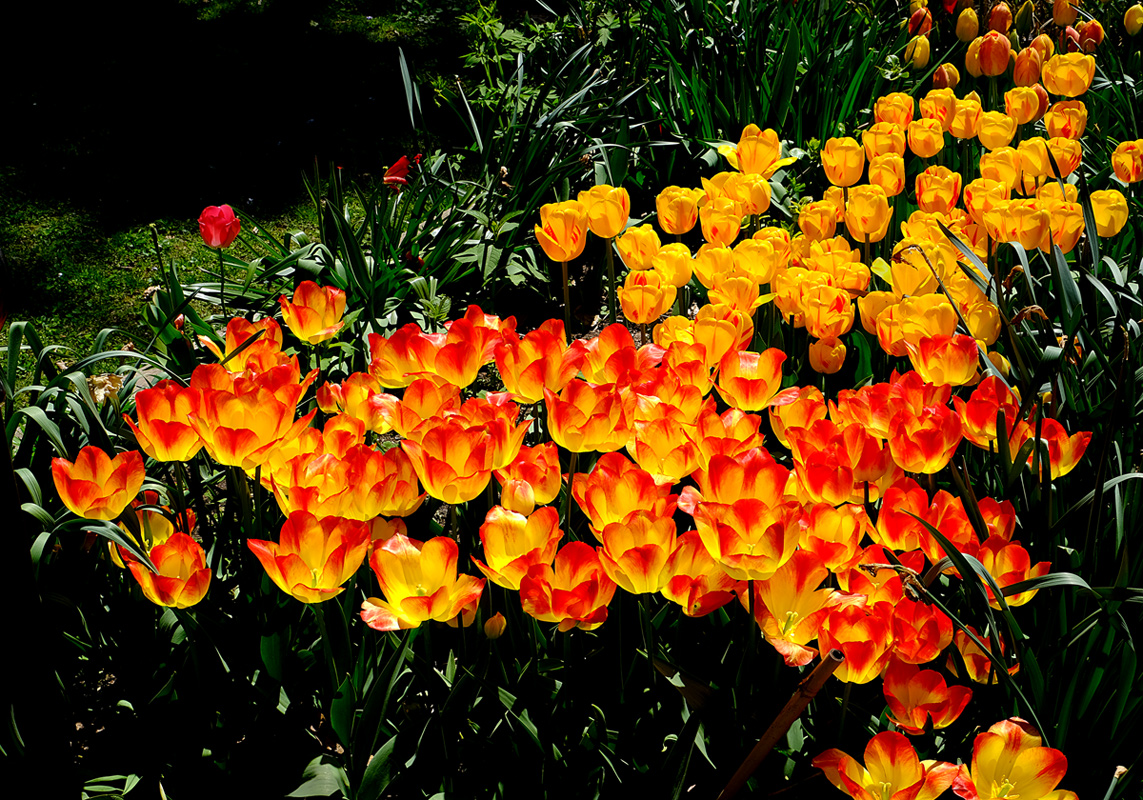 hot blooded tulips