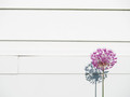 Allium