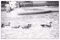 At the Swimming Pool
