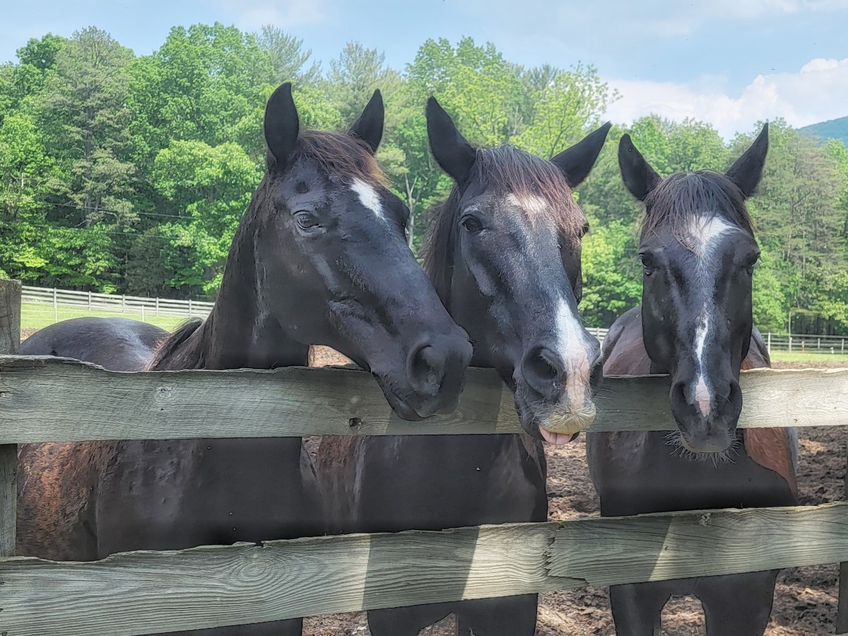 Three Amigos