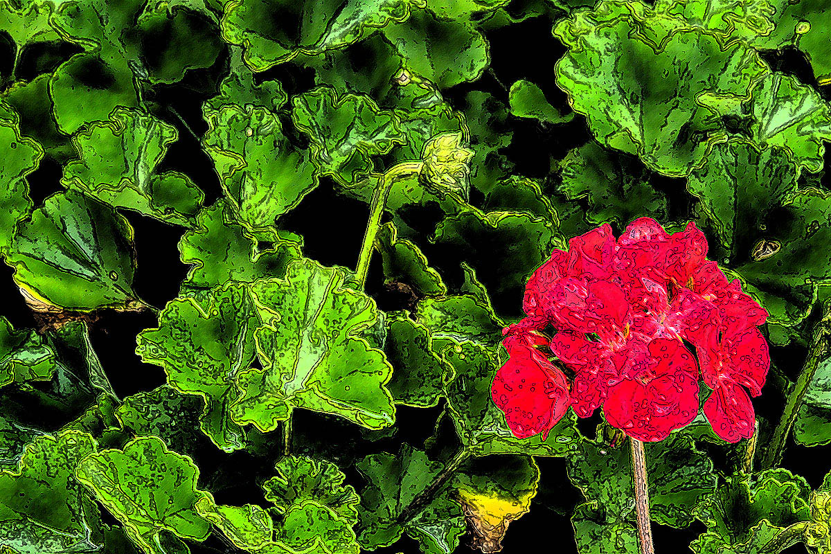 Red Geraniums - Filter ink outline