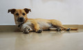 My Dog 