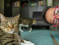 pets & their what iv? 