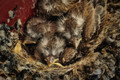 Fluffed