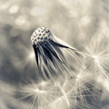 Slipping Away