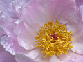 Textures of a Peony 