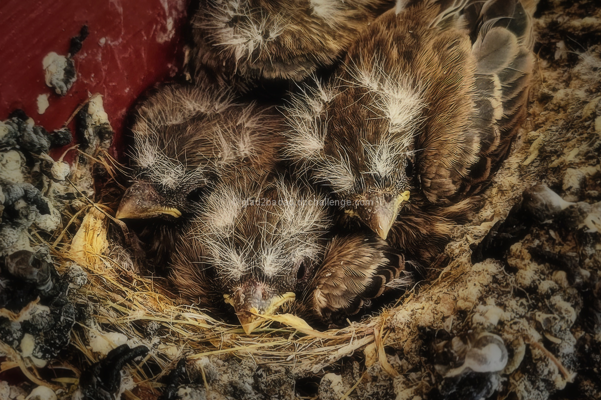 Fluffed