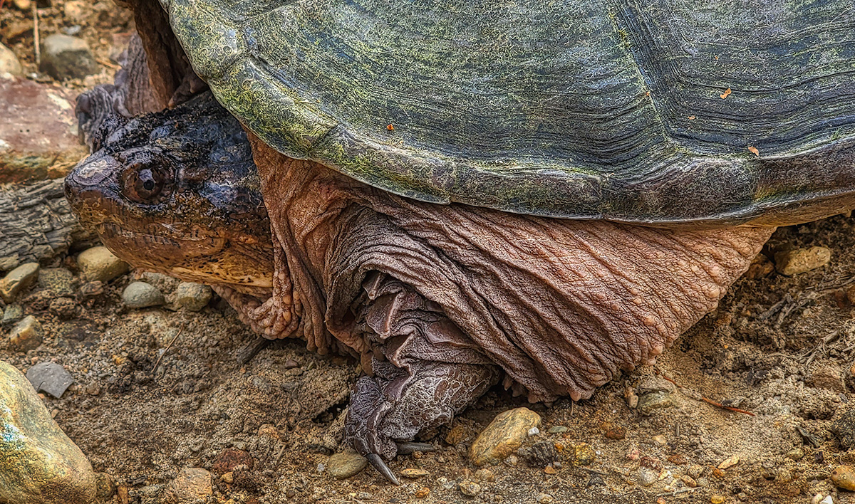 Backyard Tortoise